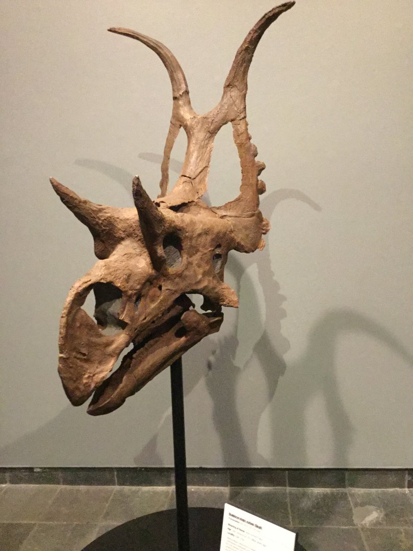 Diabloceratops eatoni (Skull)