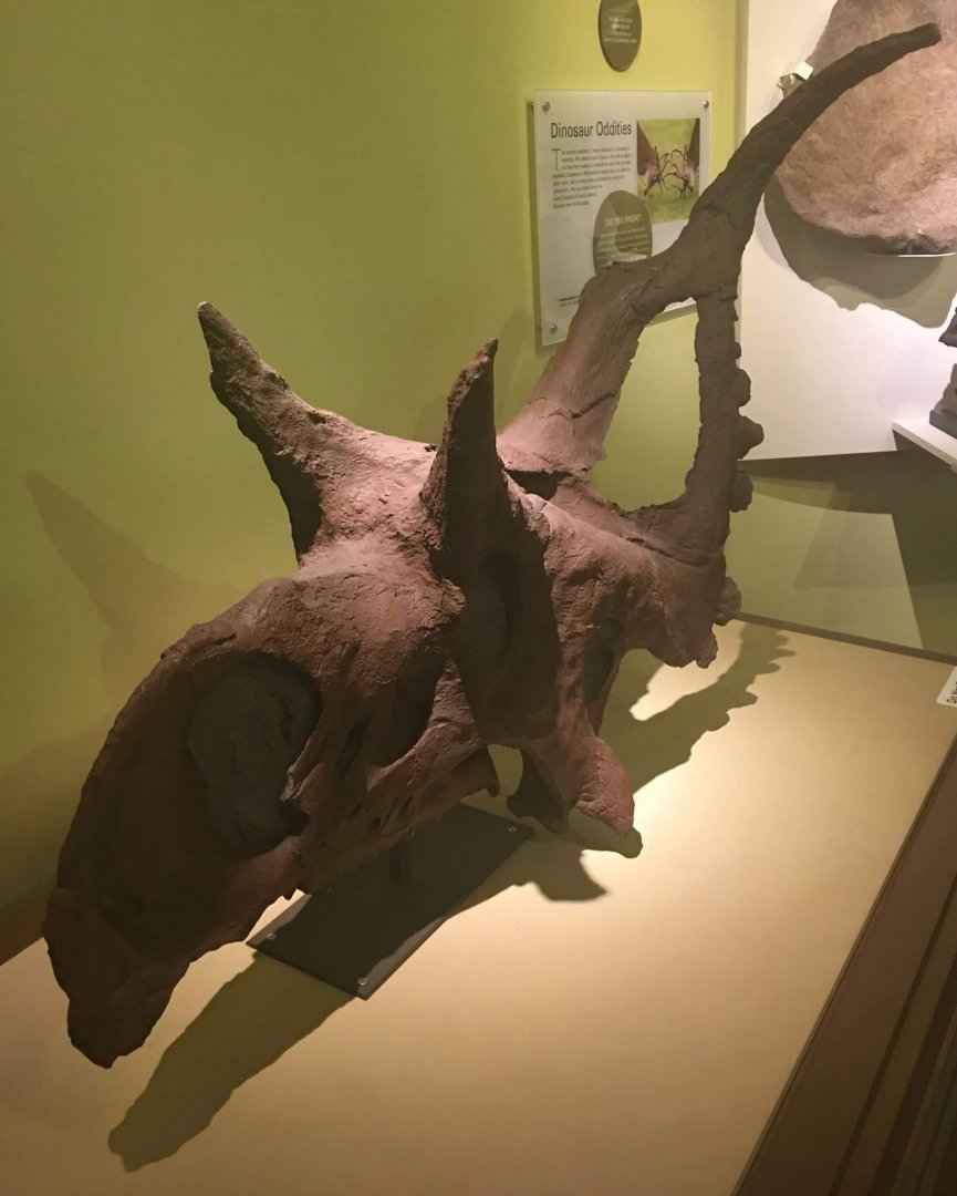 Diabloceratops