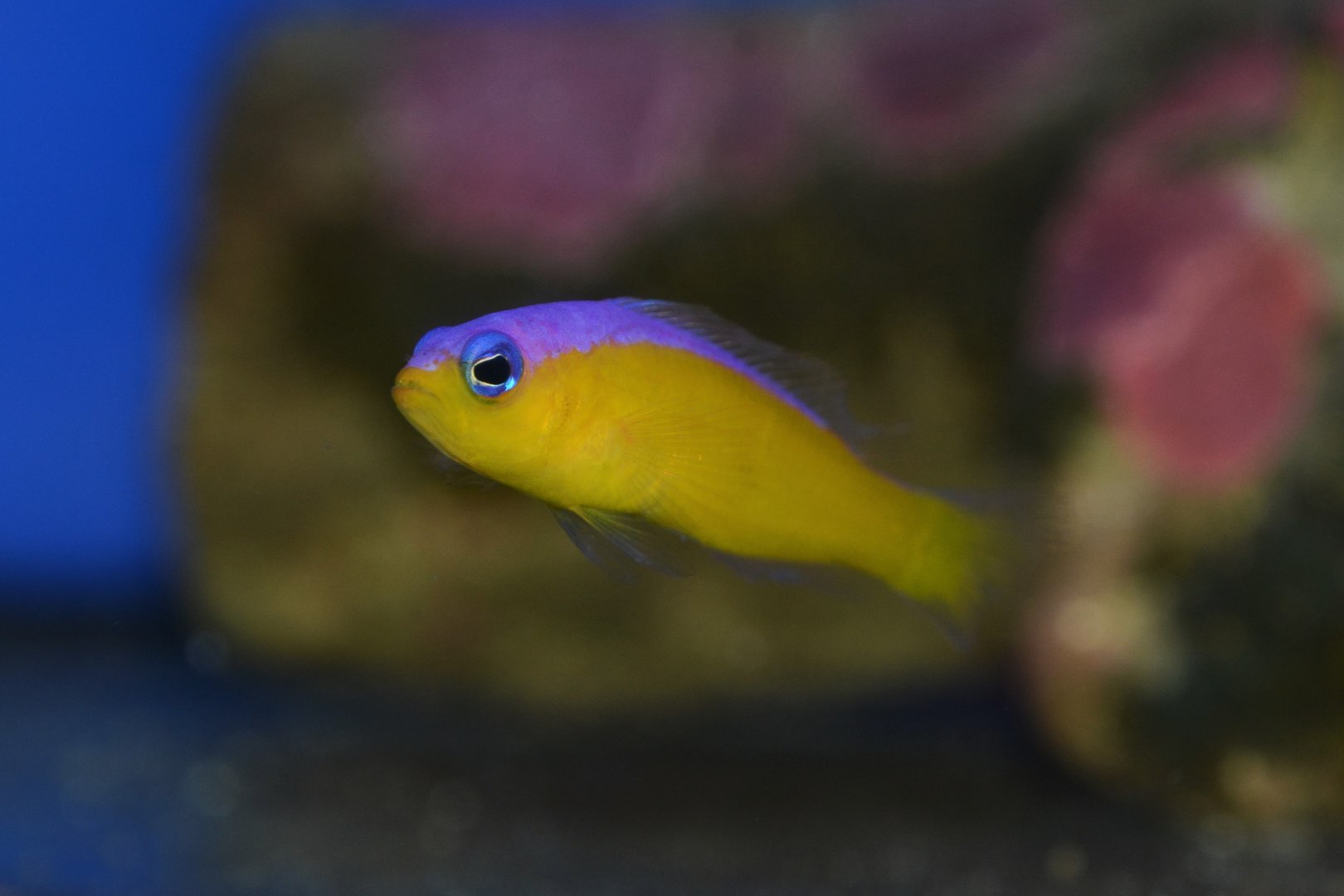 Diadem dottyback (Pictichromis diadema)