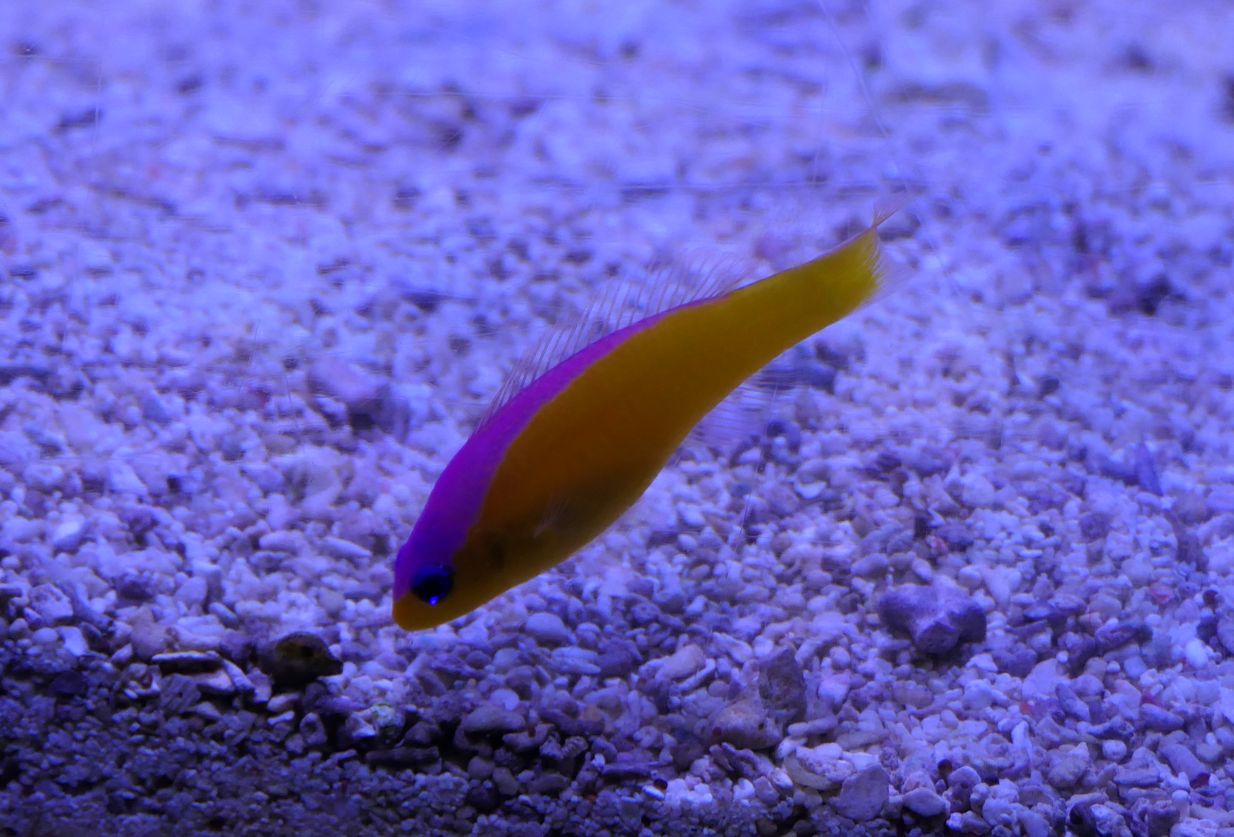 Diadem Dottyback (Pictichromis diadema)