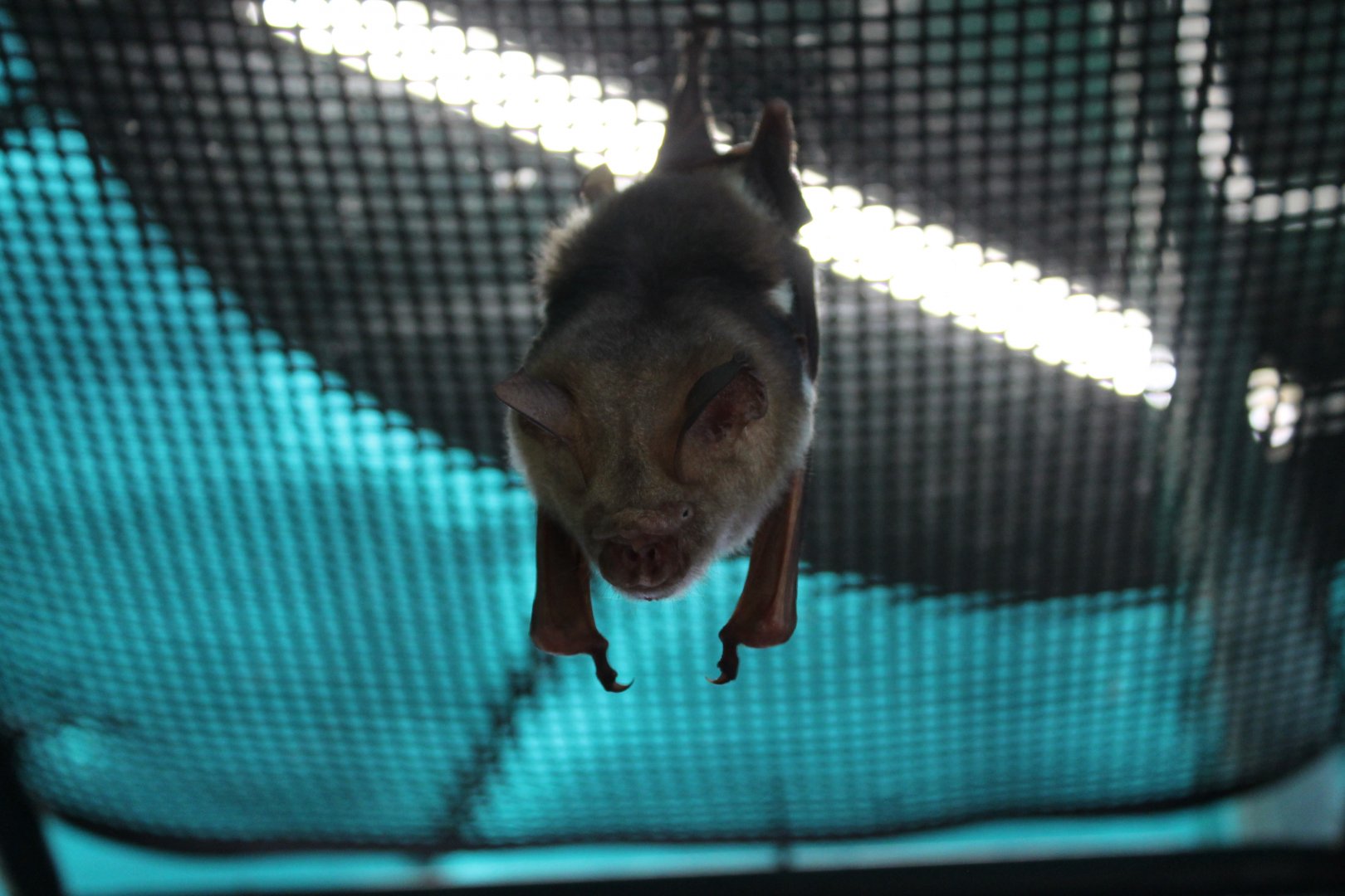 Diadem Leaf-nosed Bat (Hipposideros diadema)