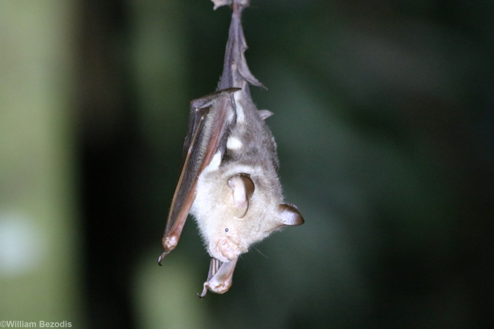 Diadem Roundleaf Bat - Danum Valley