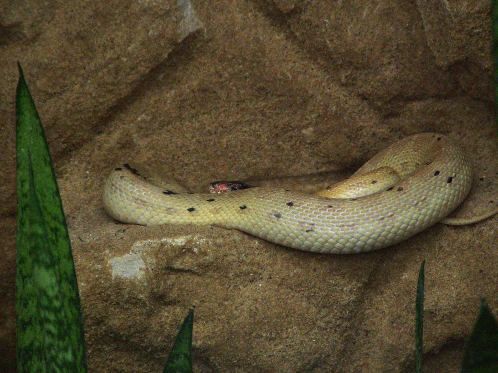 Diadem Snake at Tierpark Berlin, 30/08/11