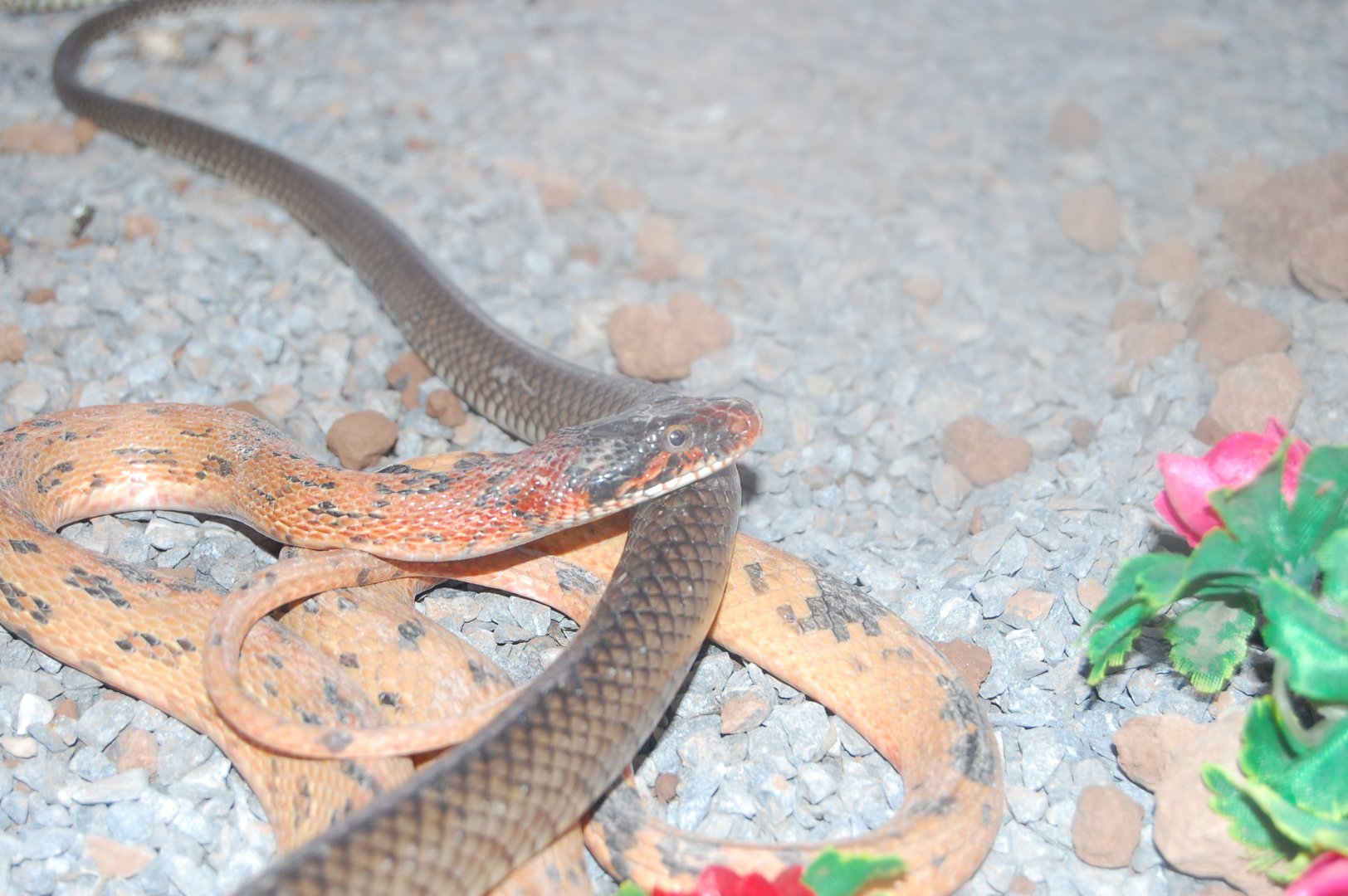 Diadem snake - Peshawar Zoo 20/10/2018
