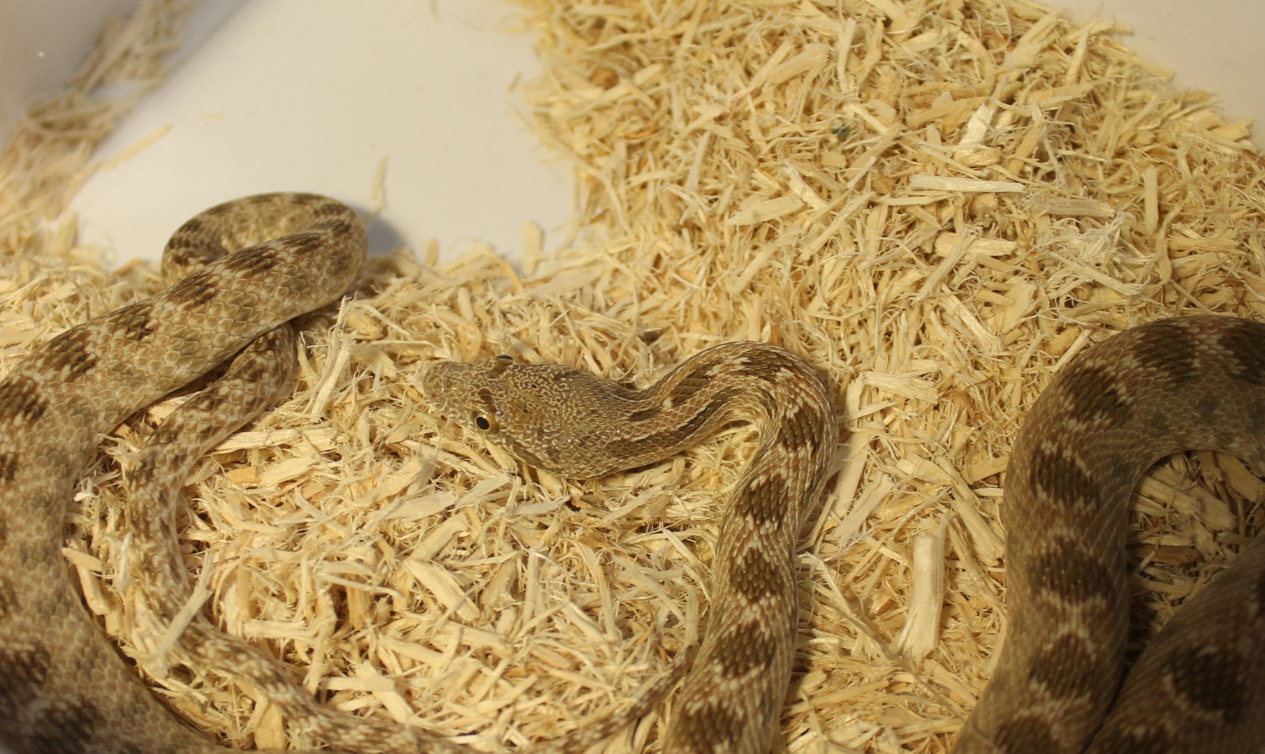 Diadem snake - Spalerosophis diadema