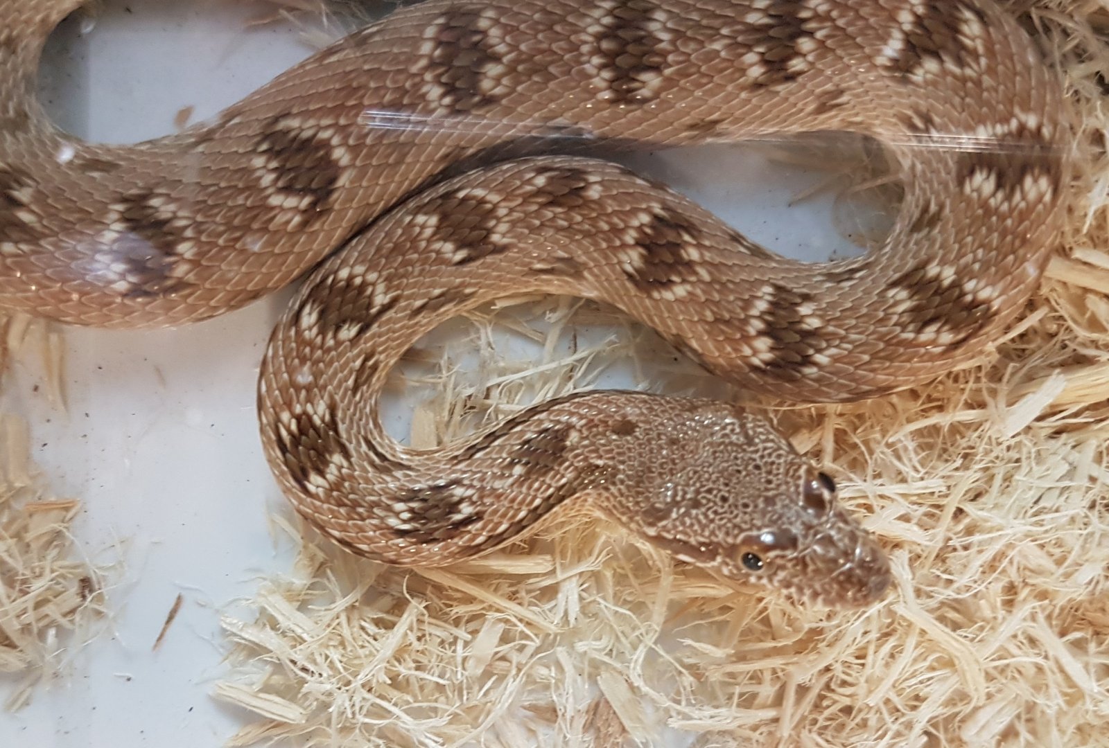 Diadem snake - Spalerosophis diadema