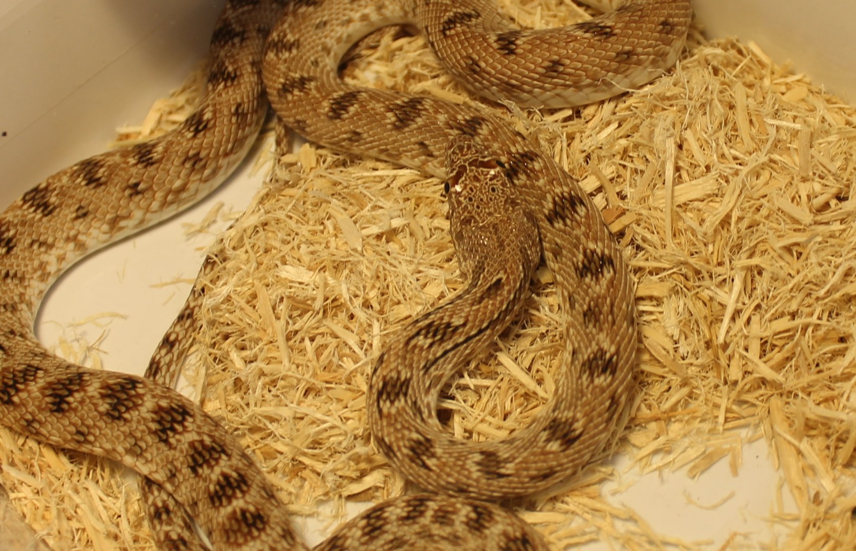 Diadem snake - Spelerosophis diadema