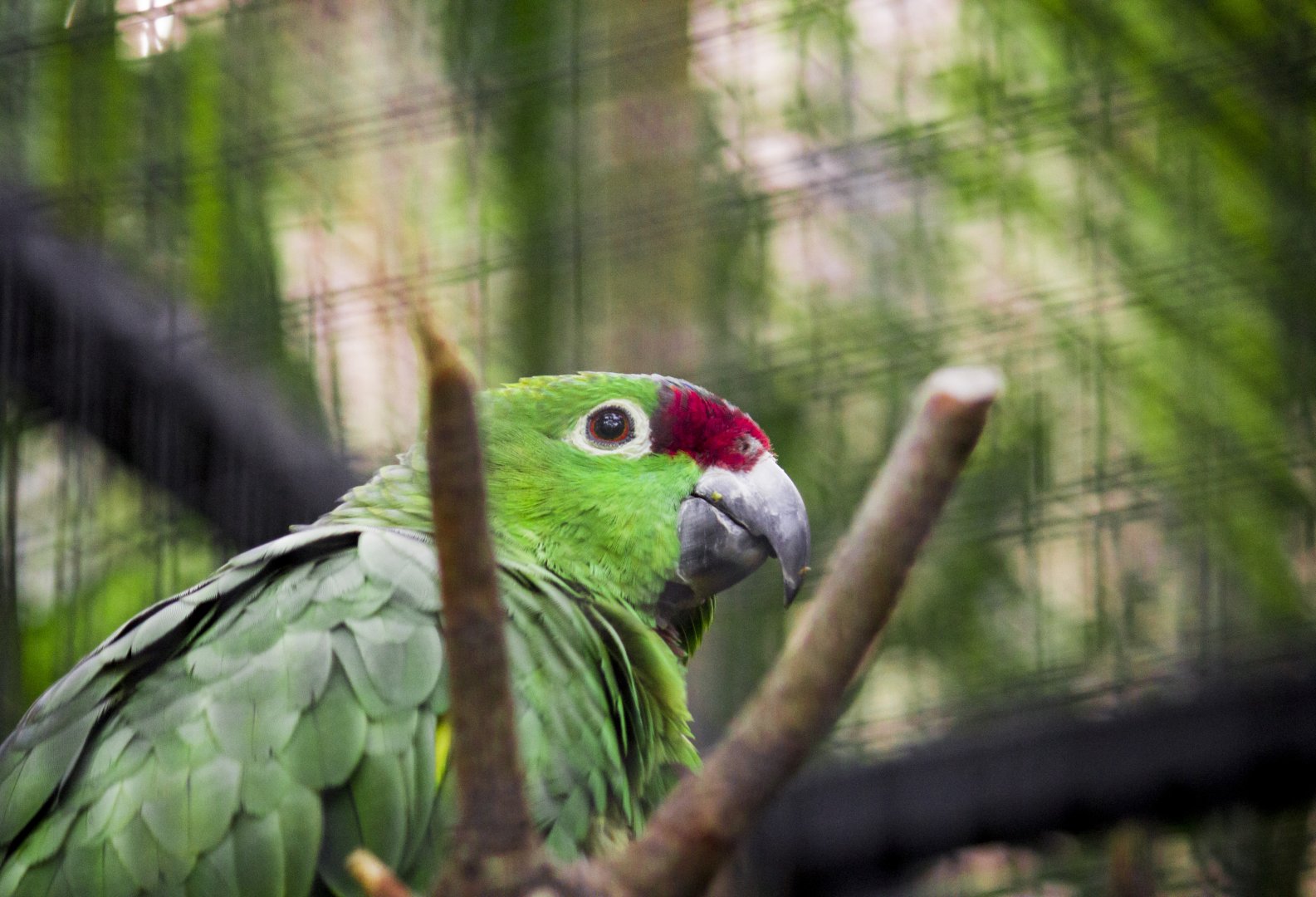 Diademed amazon, Amazona diadema