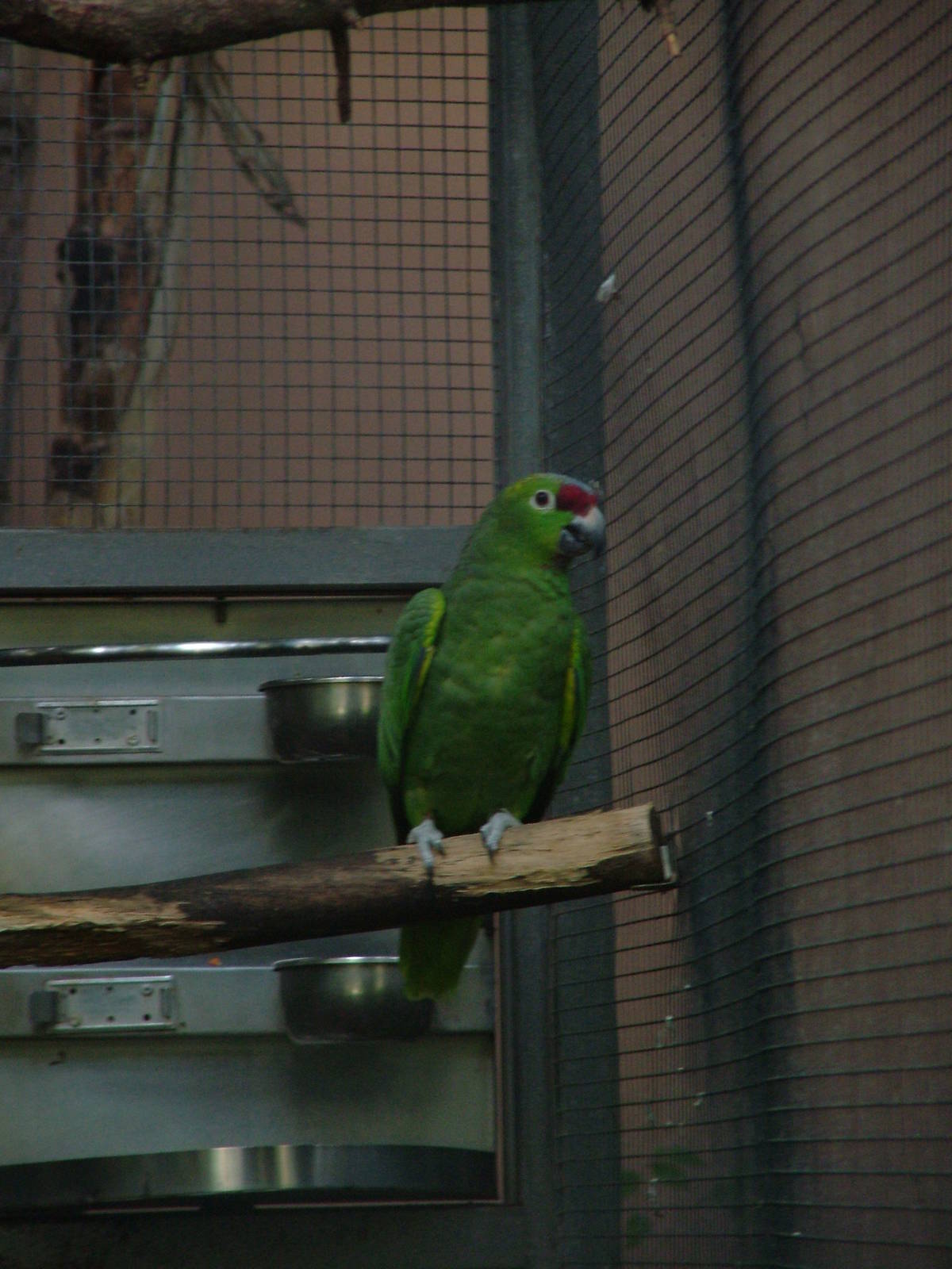 Diademed Amazon at Loro Parque, 08/11/10