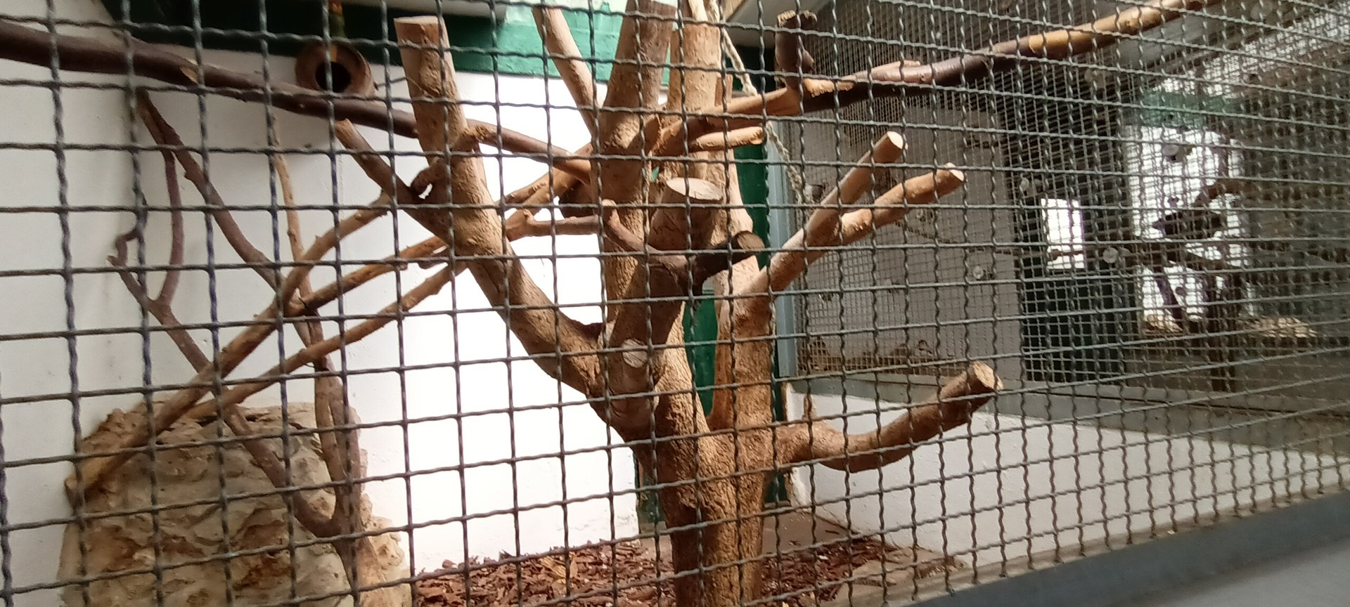 Diademed Amazon Aviary