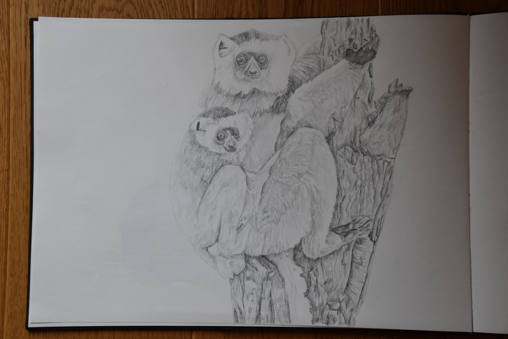 Diademed sifaka drawing A3