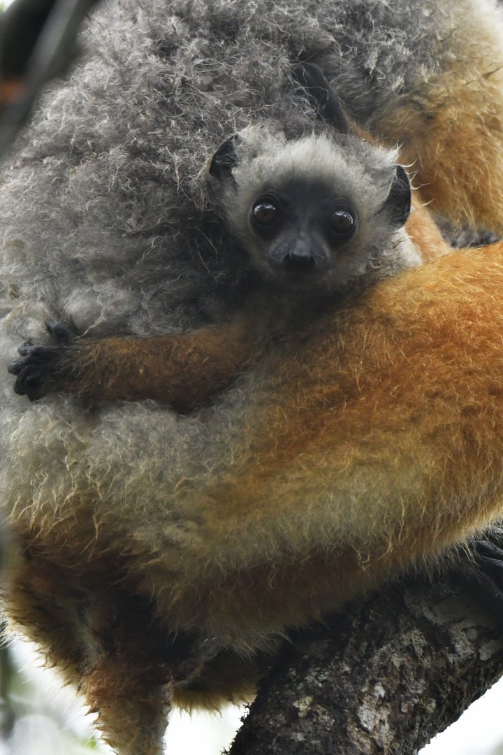 Diademed sifaka (Propithecus diadema)