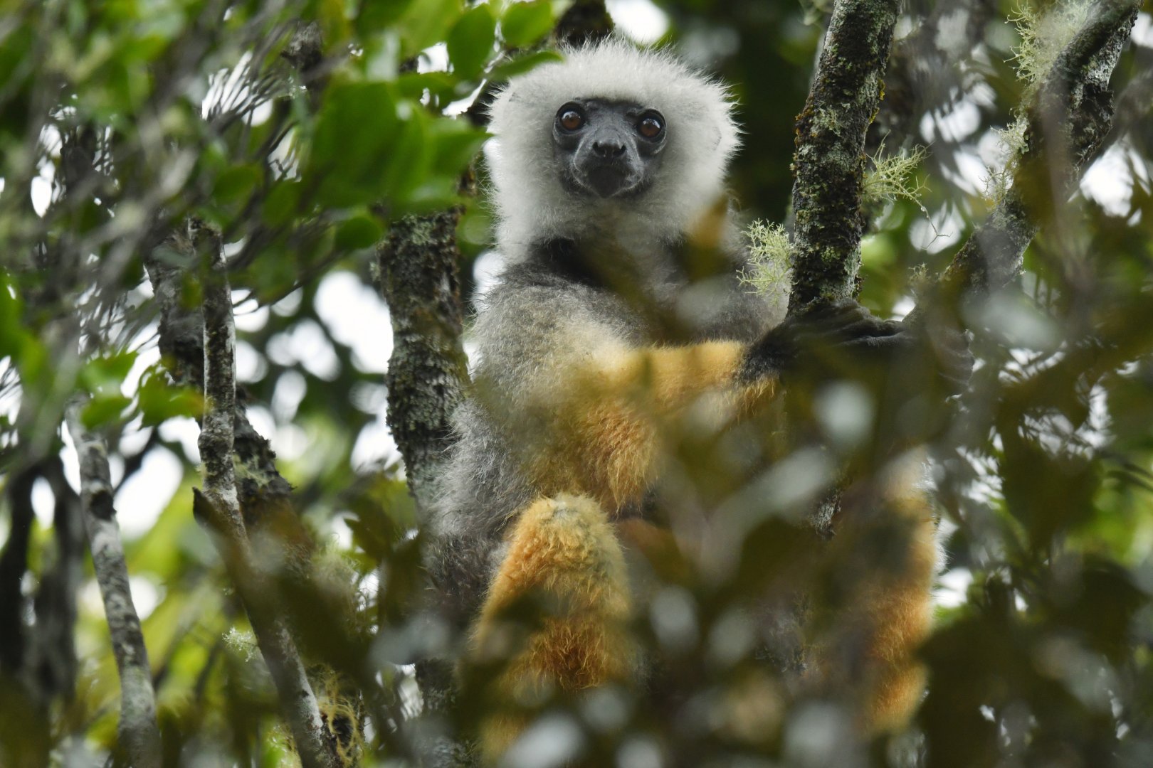 Diademed sifaka (Propithecus diadema)
