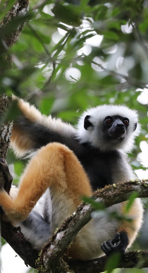 diademed sifaka (Propithecus diadema)