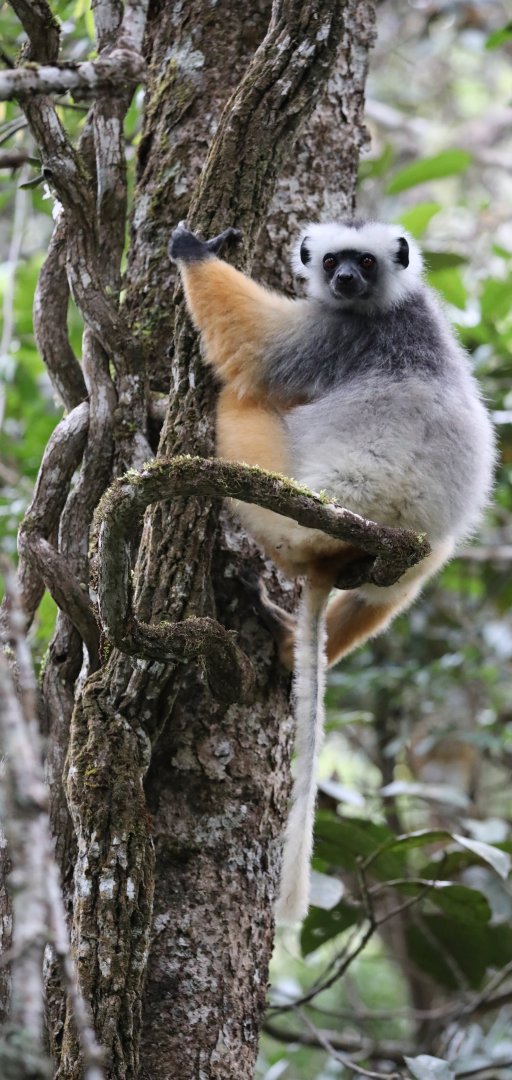 diademed sifaka (Propithecus diadema)