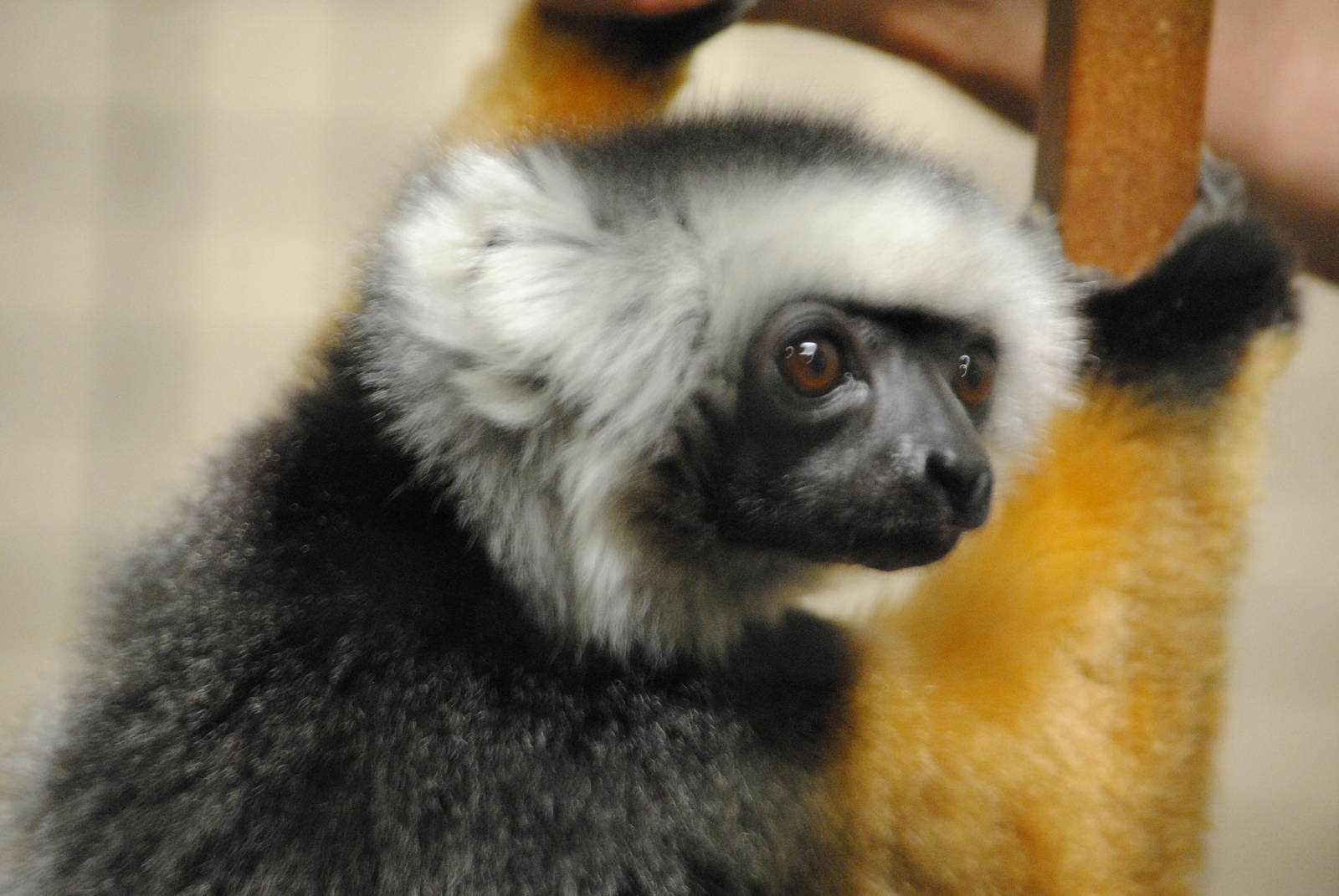 Diademed Sifaka
