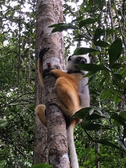 Diademed Sifaka
