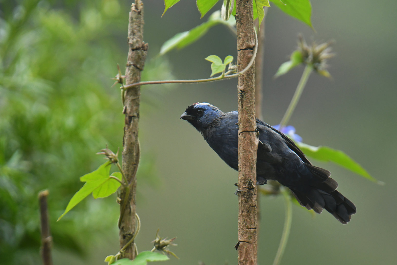 Diademed Tanager Stephanophorus diadematus