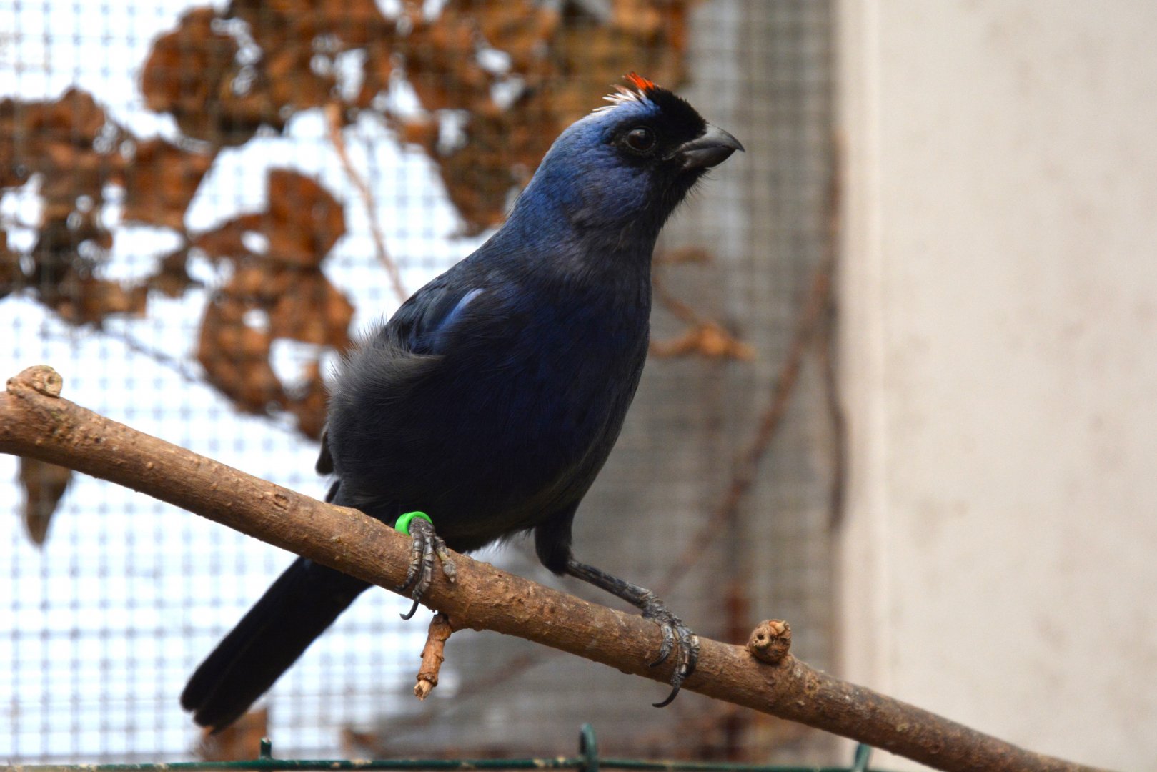 Diademed tanager (Stephanophorus diadematus)