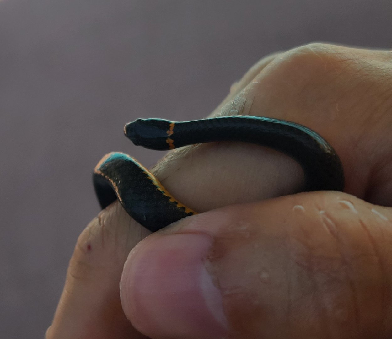 Diadophis punctatus punctatus