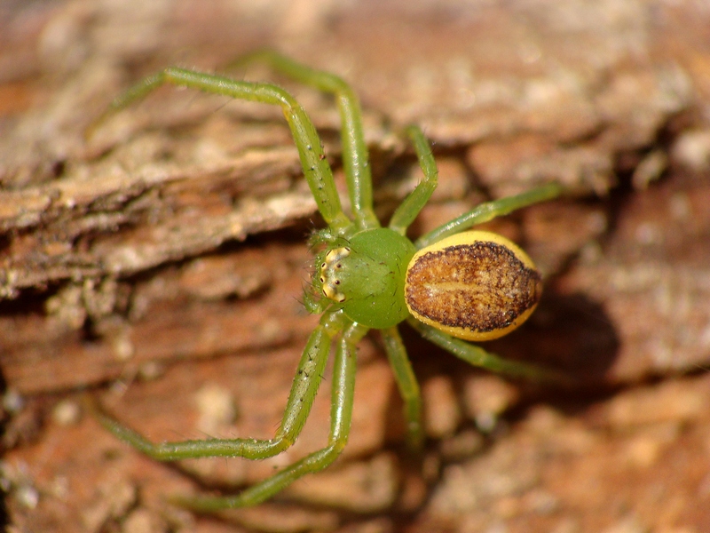 Diaea dorsata