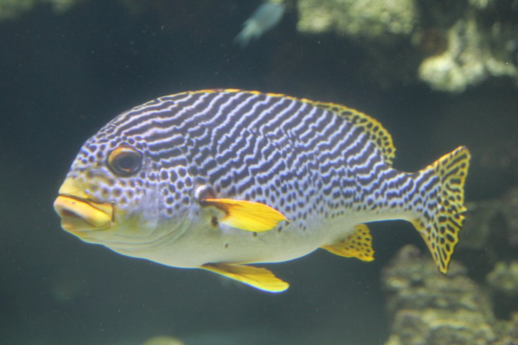 Diagonalbanded Sweetlips (Plectorhinchus lineatus)