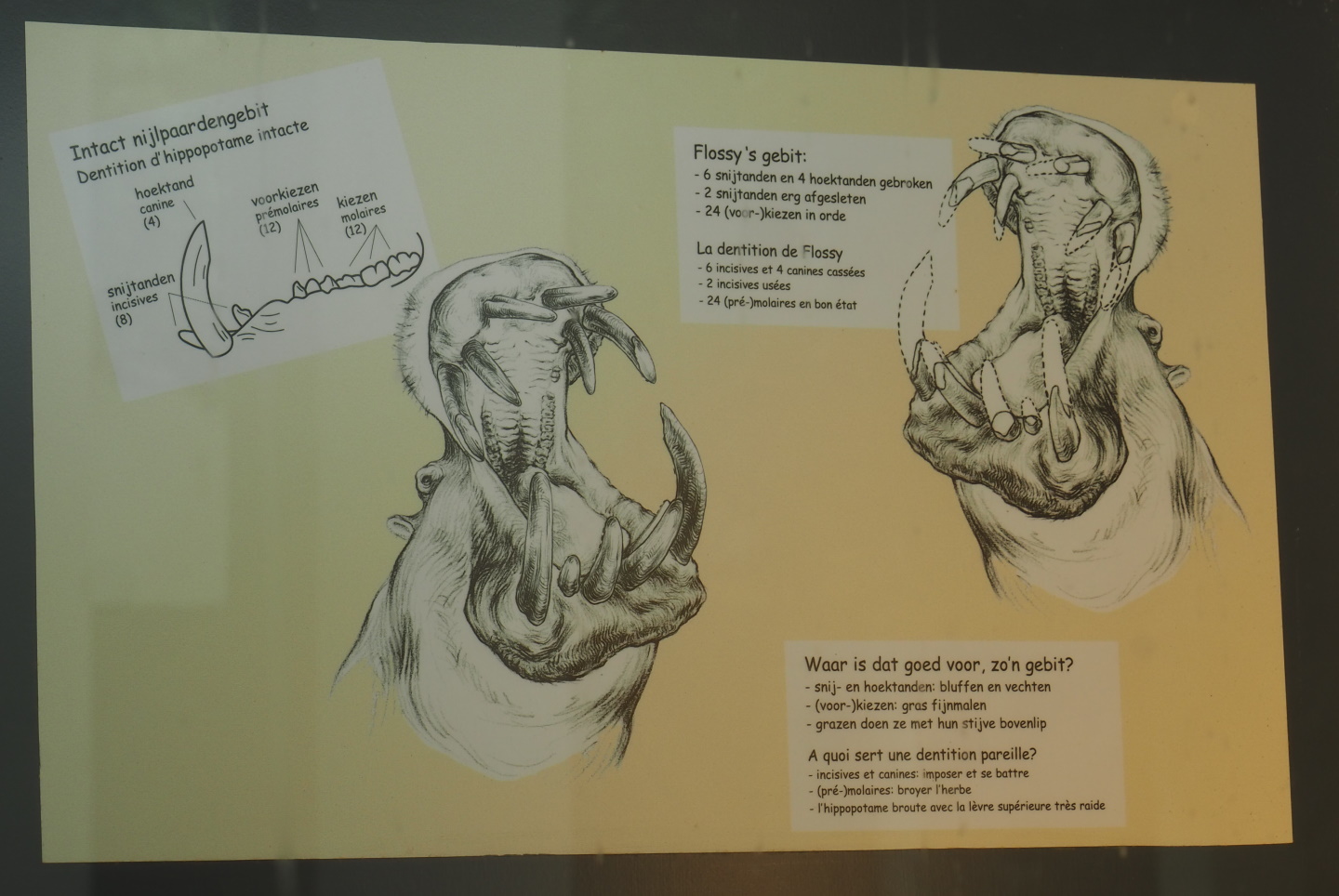 Diagram of hippopotamus dentition, 2021-06-12