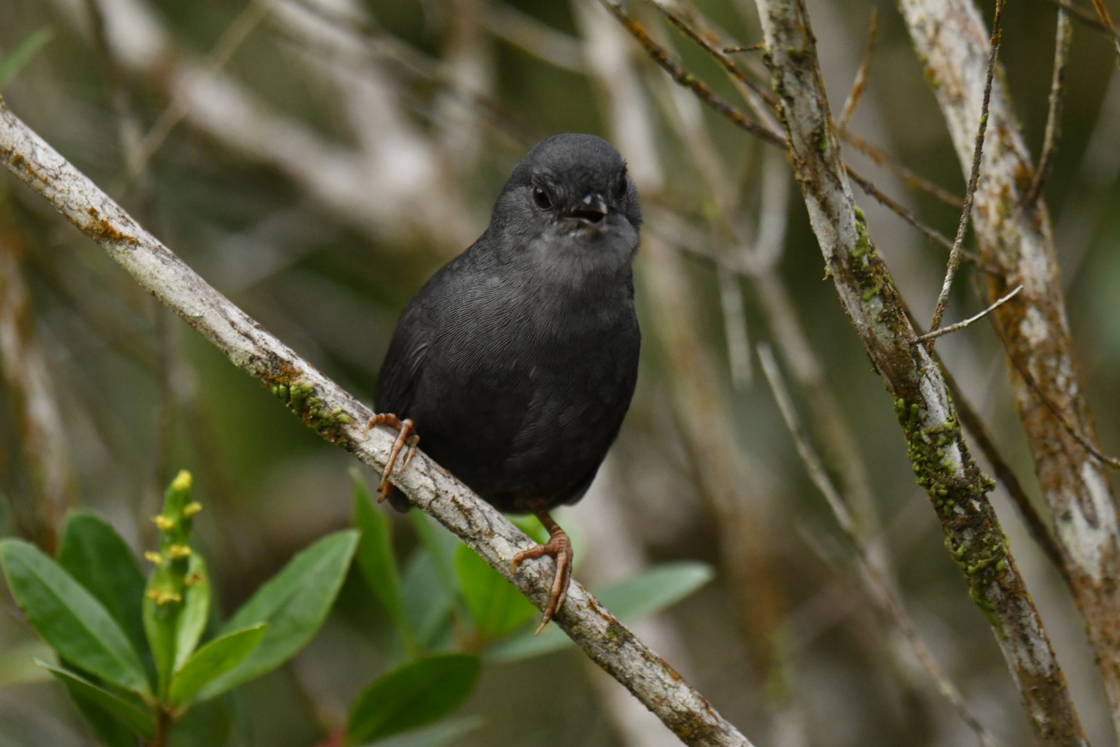 Diamantina Tapaculo Scytalopus diamantinensis