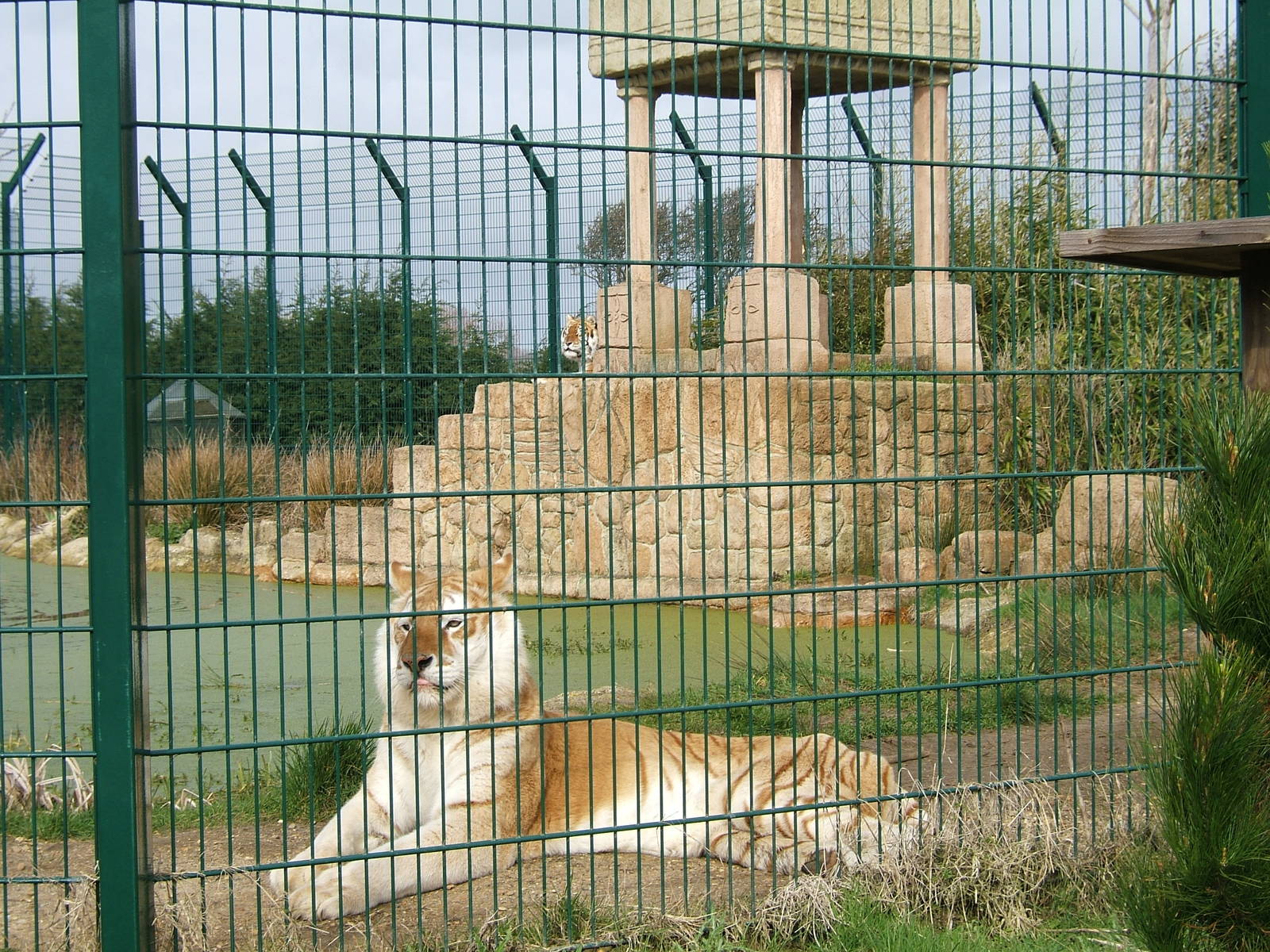 Diamond and Aysha the Bengal tigers at Isle of Wight Zoo, 5 April 2010