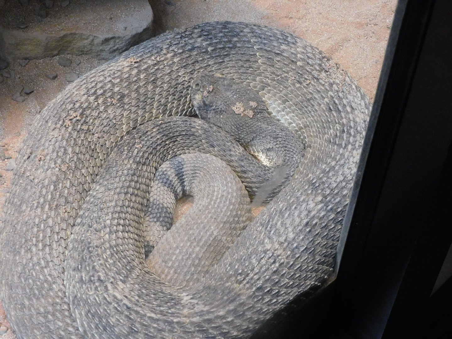 Diamond back rattle snake