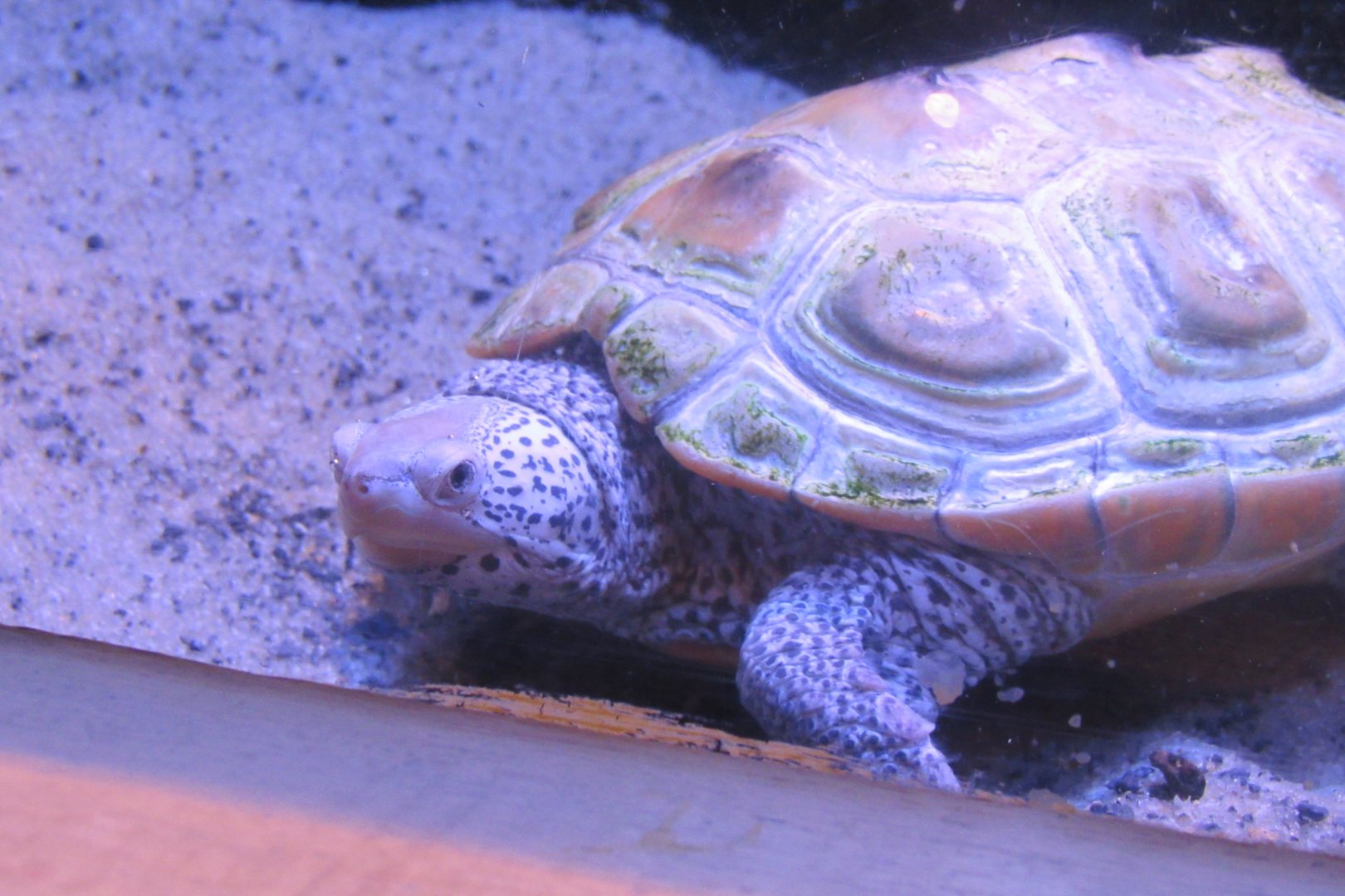 diamond back terrapin