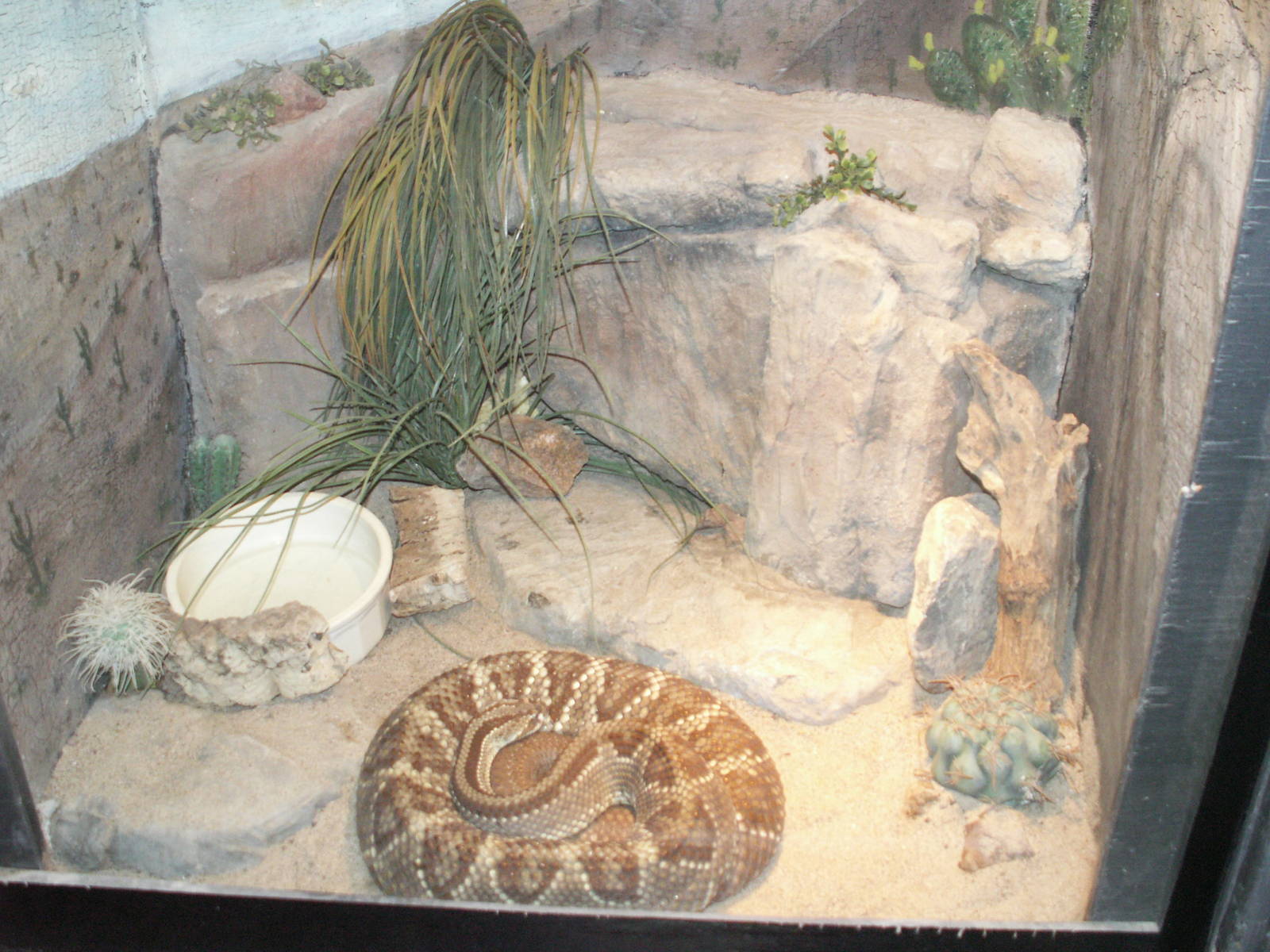 diamond backed rattel snake