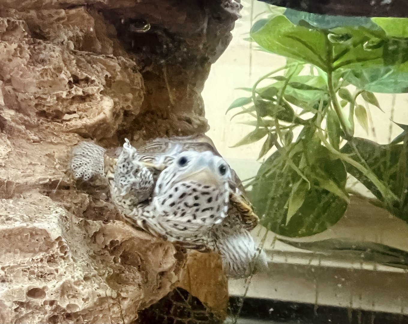 Diamond-backed Terripan