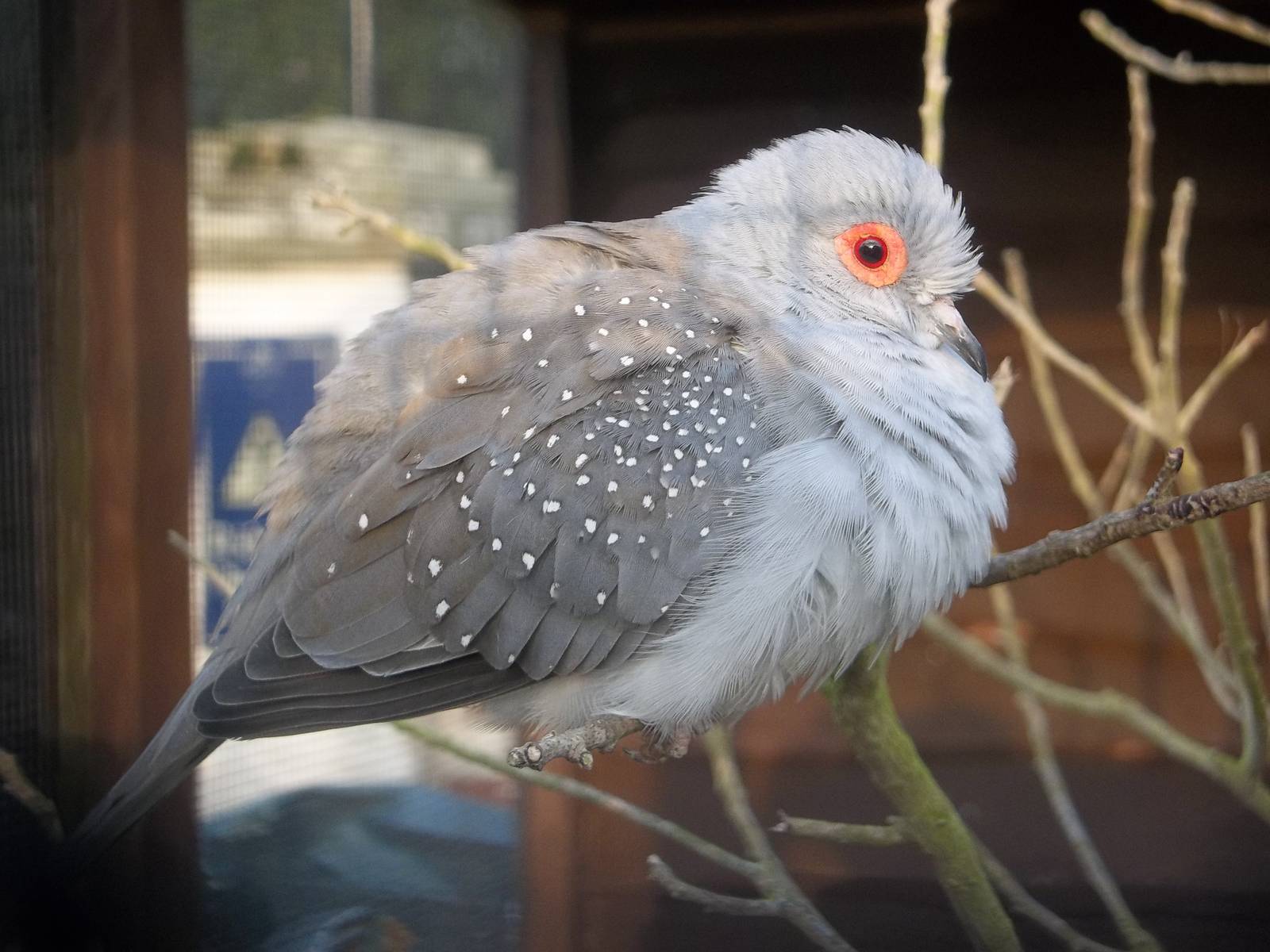 Diamond Dove, 14th February 2015