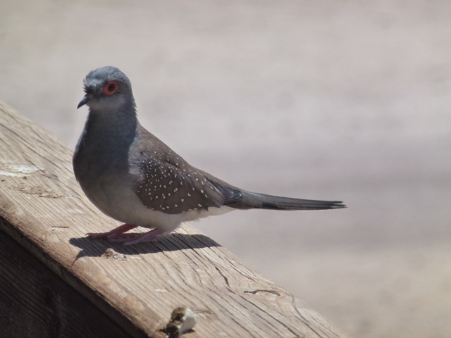 Diamond dove 23.4.13