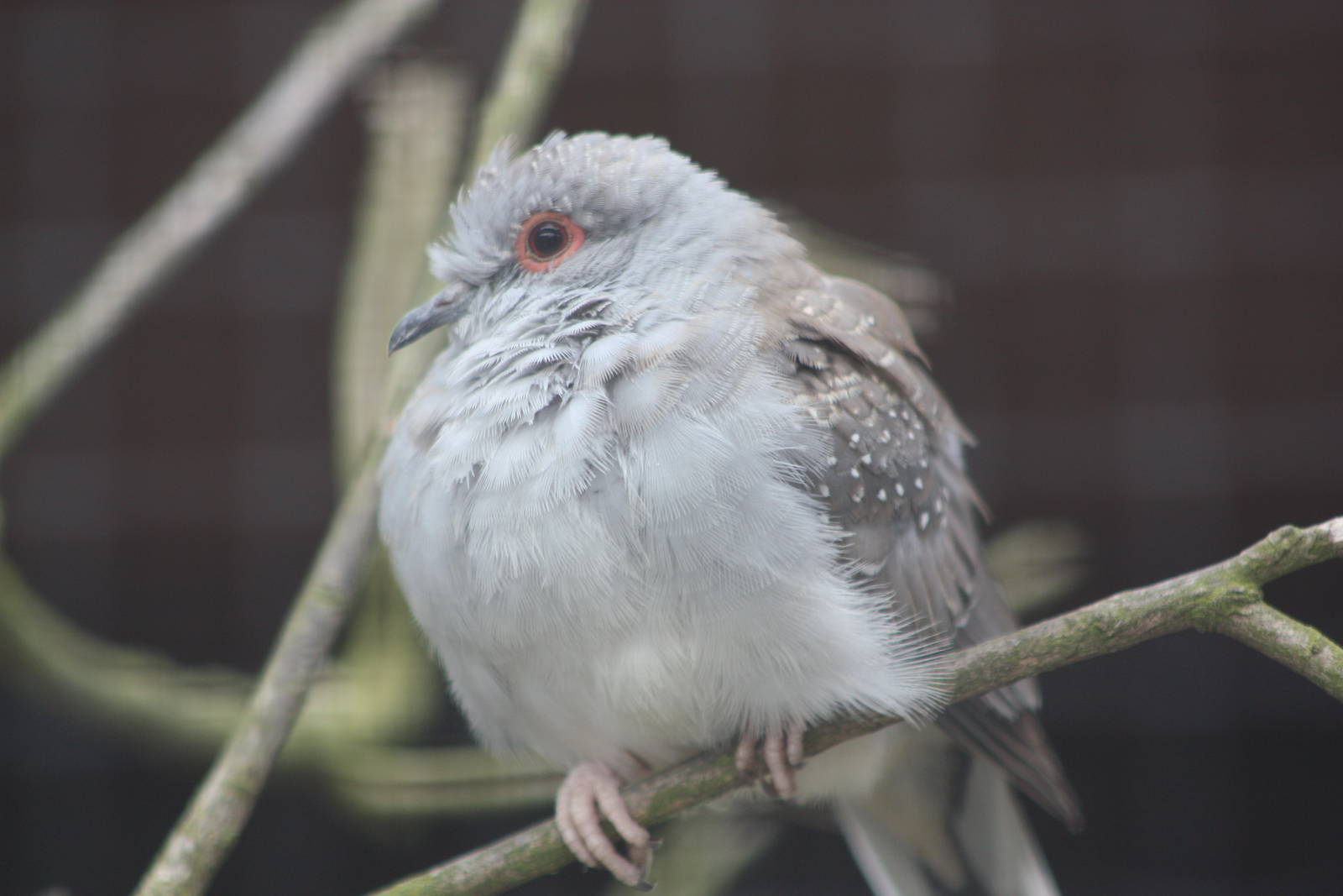 Diamond Dove, 24th May 2014