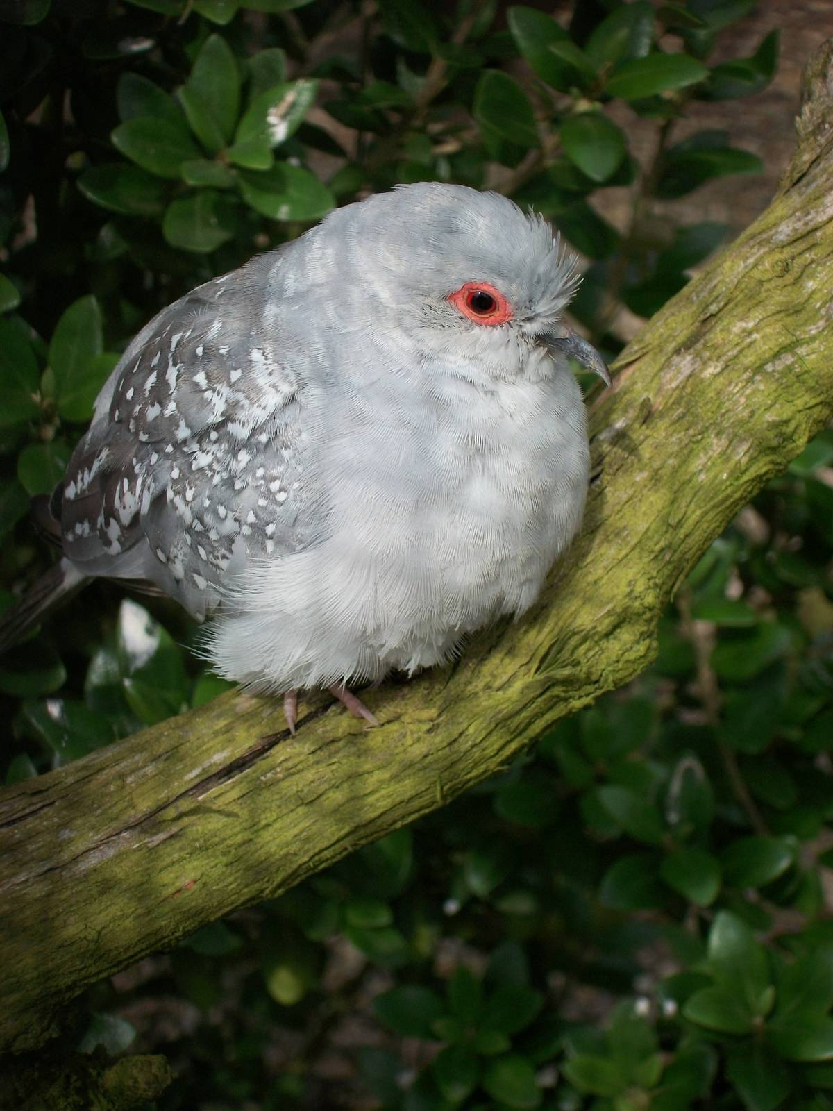 Diamond Dove, 31st May 2014