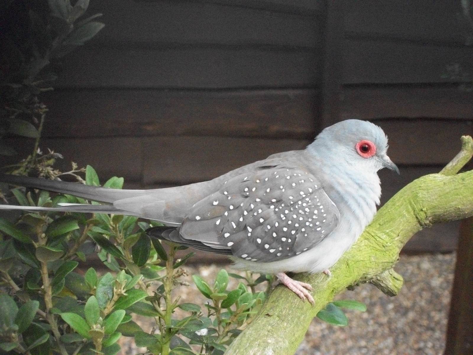 Diamond Dove, 9th May 2014
