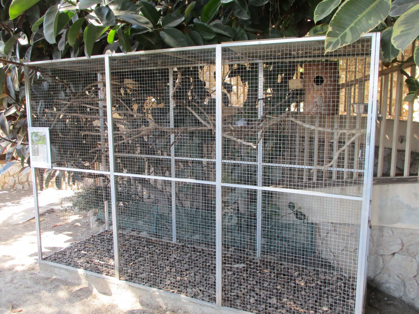 Diamond dove aviary