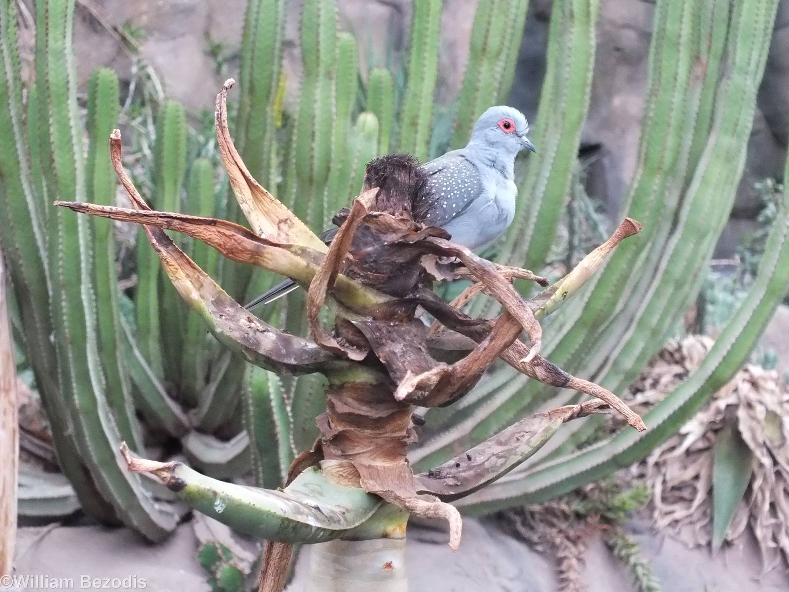 Diamond Dove - Desert House