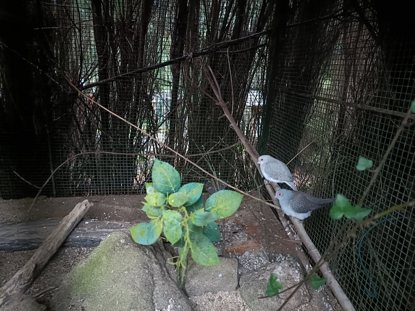 Diamond dove exhibit - Avifauna lugo