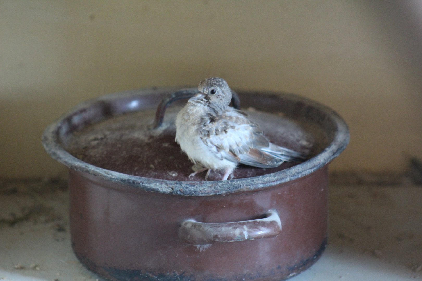 Diamond Dove Fledgling
