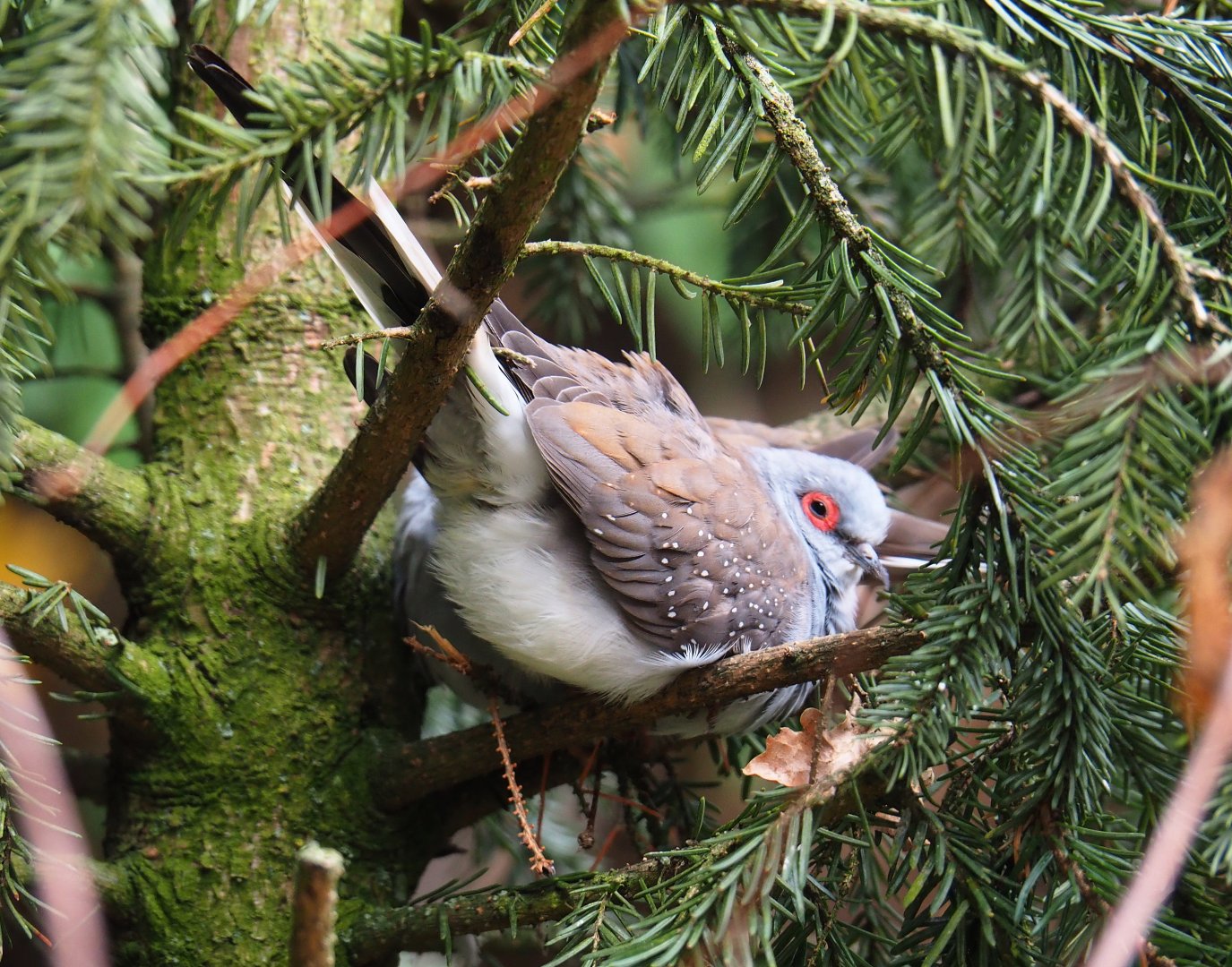 Diamond dove (Geopelia cuneata), 2019-07-21