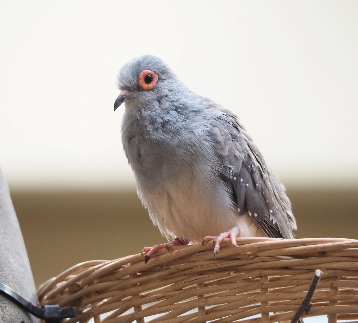 Diamond dove (Geopelia cuneata), 2022-03-16