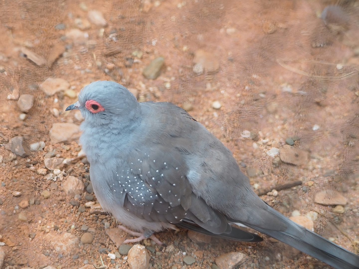 Diamond dove (Geopelia cuneata), 2022-08-28