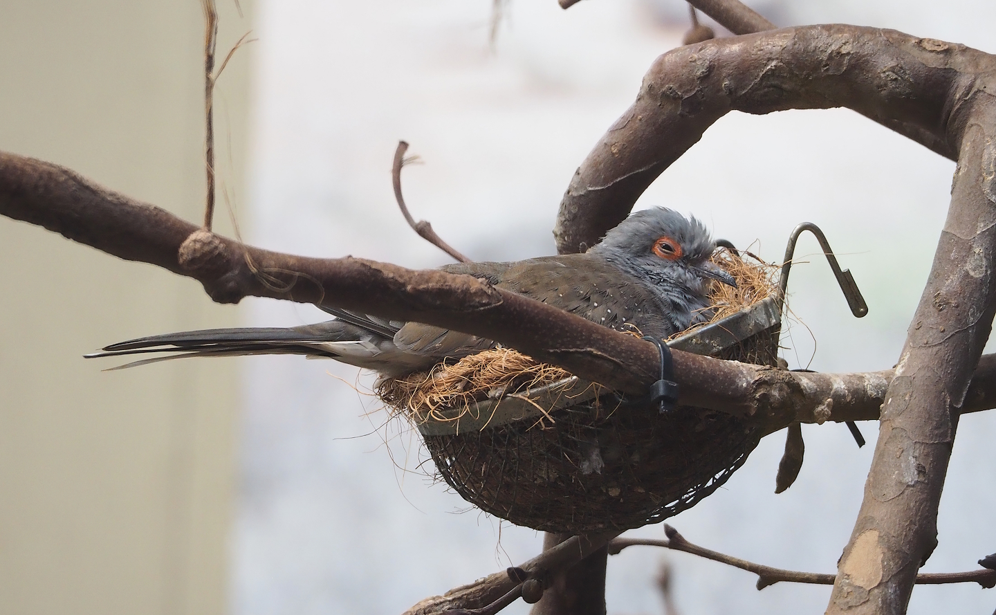 Diamond dove (Geopelia cuneata) on nest, 2022-09-04