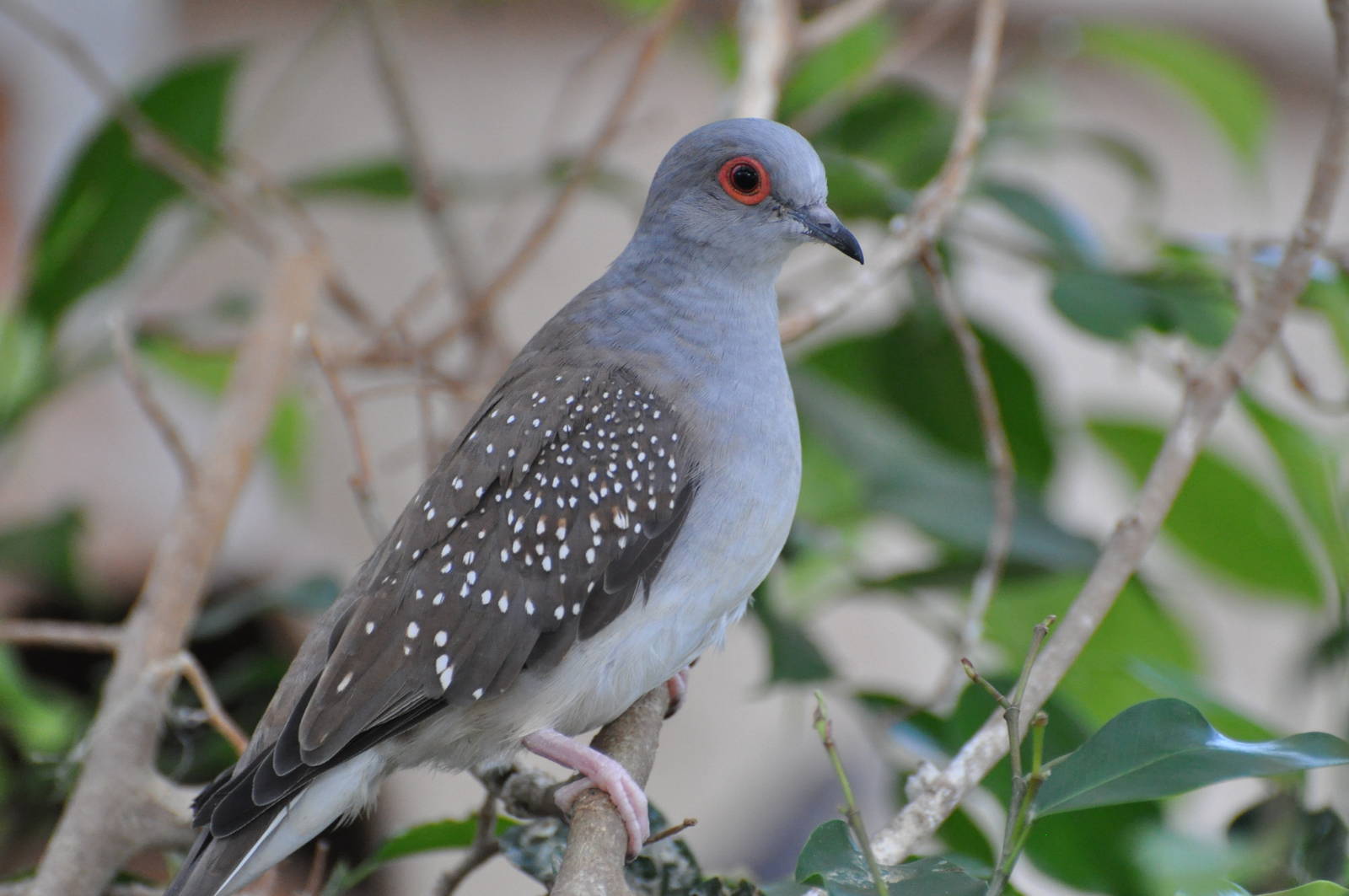 Diamond dove/ Geopelia cuneata