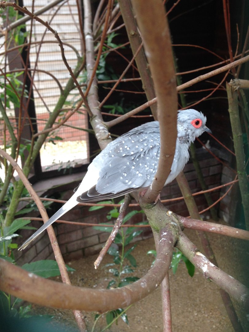 Diamond Dove - (Geopelia Cuneata)