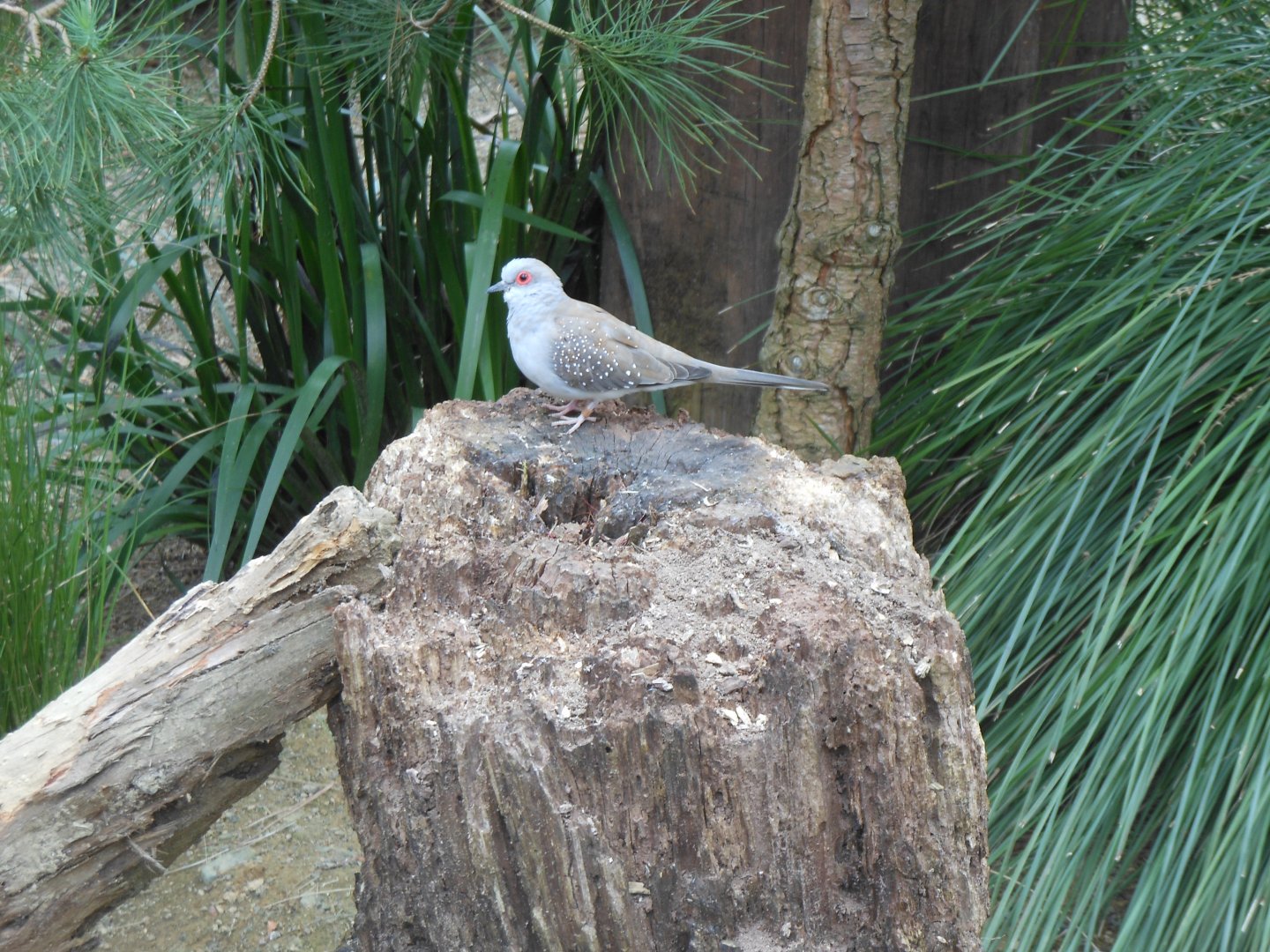 Diamond Dove (Geopelia cuneata)