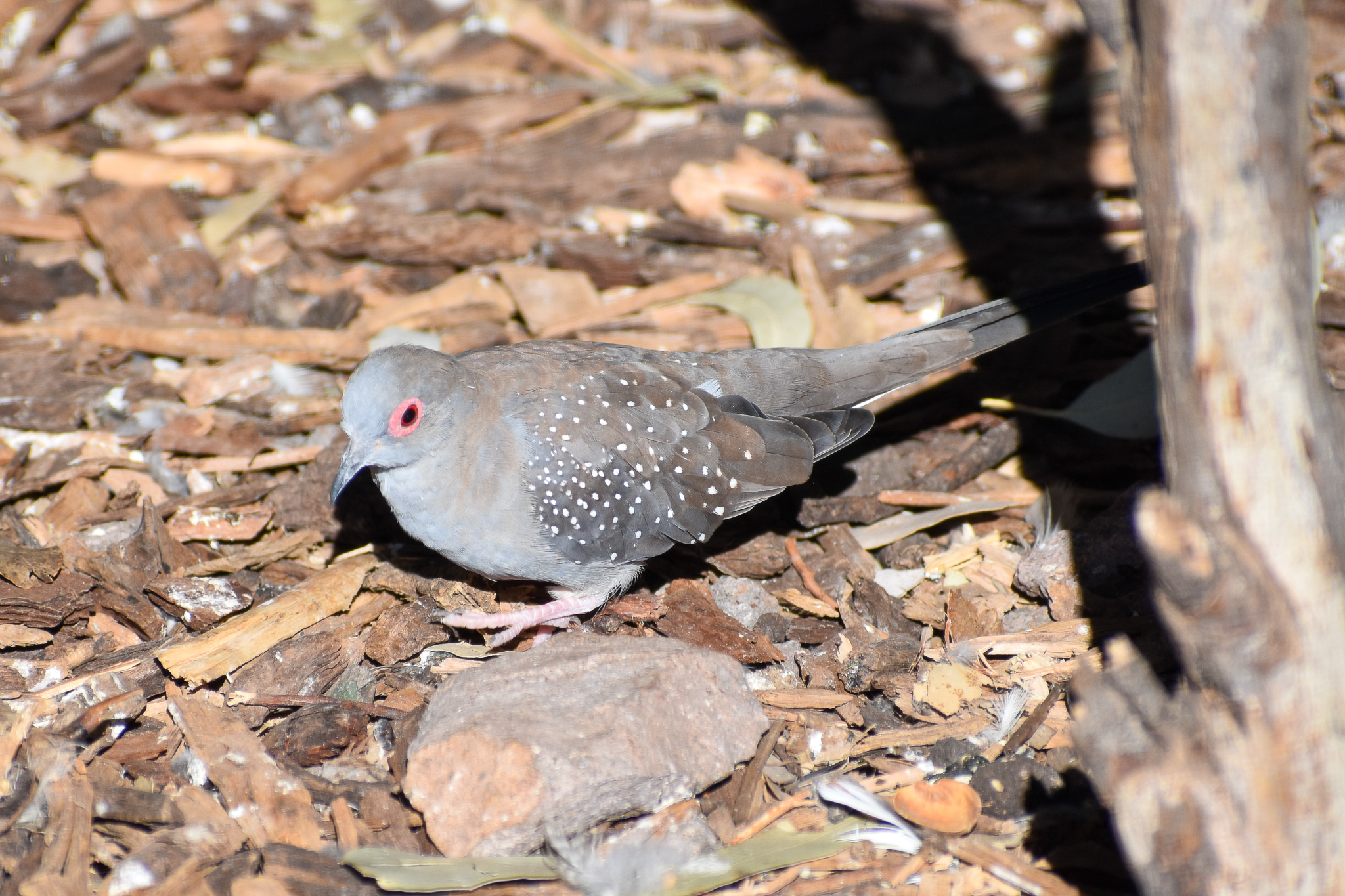 Diamond Dove (Geopelia cuneata)